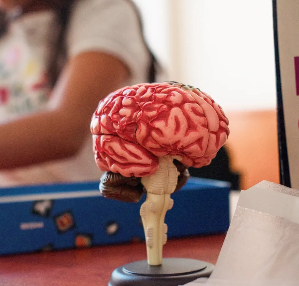 Modelo anatómico de un cerebro